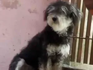 Cachorro raça SRD-ViraLata idade 2 anos nome Lucky