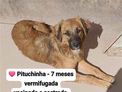 Pituchinha - São Paulo