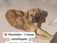 Pituchinha