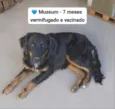 Mussum