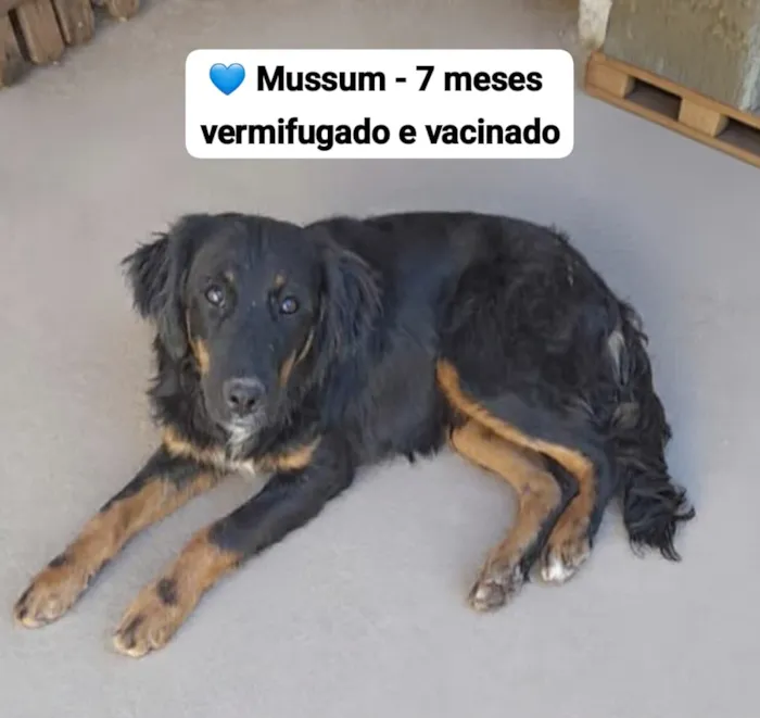 Cachorro raça SRD-ViraLata idade 7 a 11 meses nome Mussum
