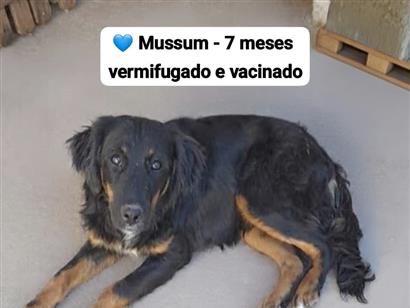 Mussum - São Paulo