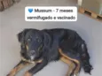 Mussum