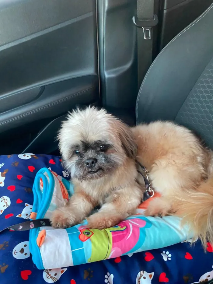 Cachorro raça Shitzu idade 6 ou mais anos nome JIMMY