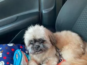 Cachorro raça Shitzu idade 6 ou mais anos nome JIMMY