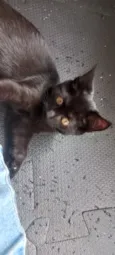 Pretinha