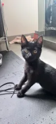 Pretinha