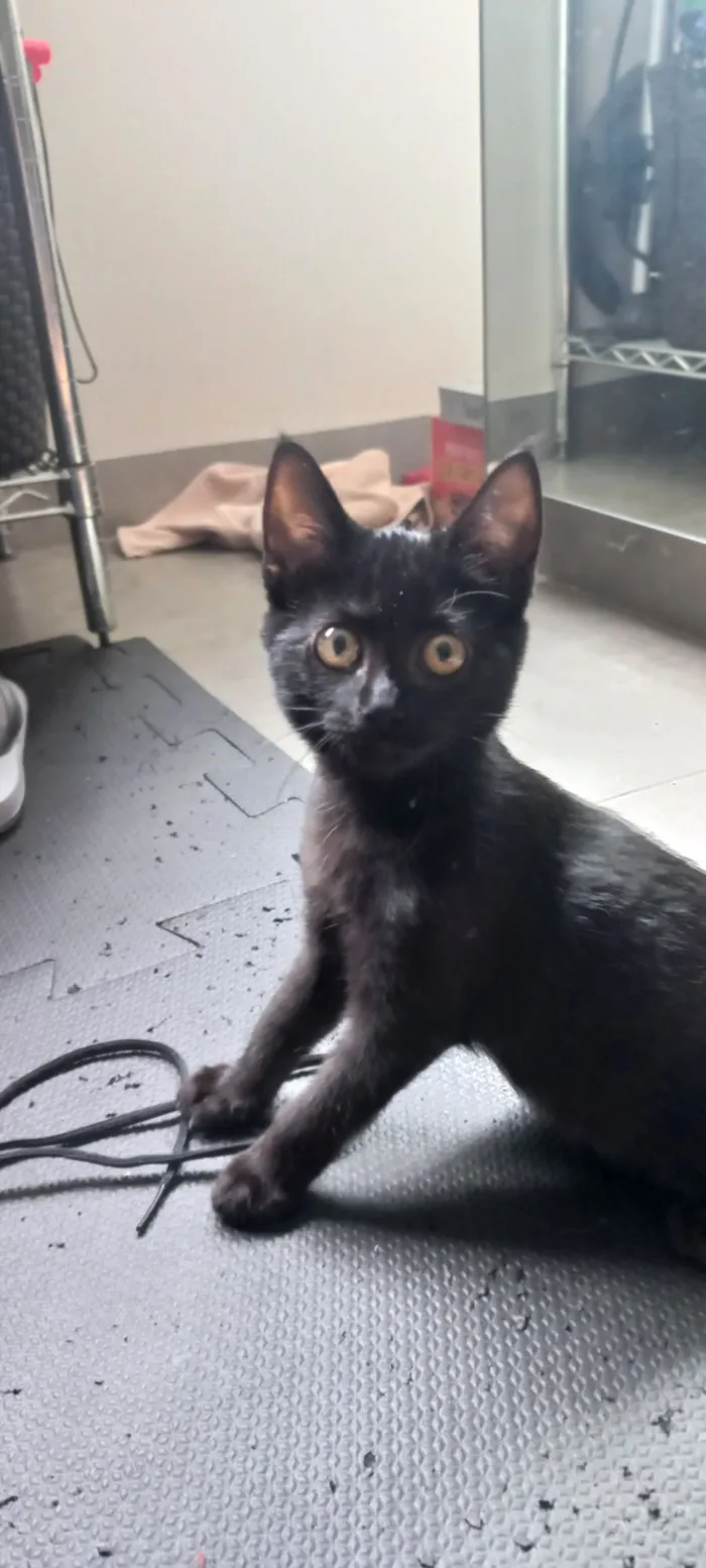 Gato raça SRD-ViraLata idade 2 a 6 meses nome Pretinha