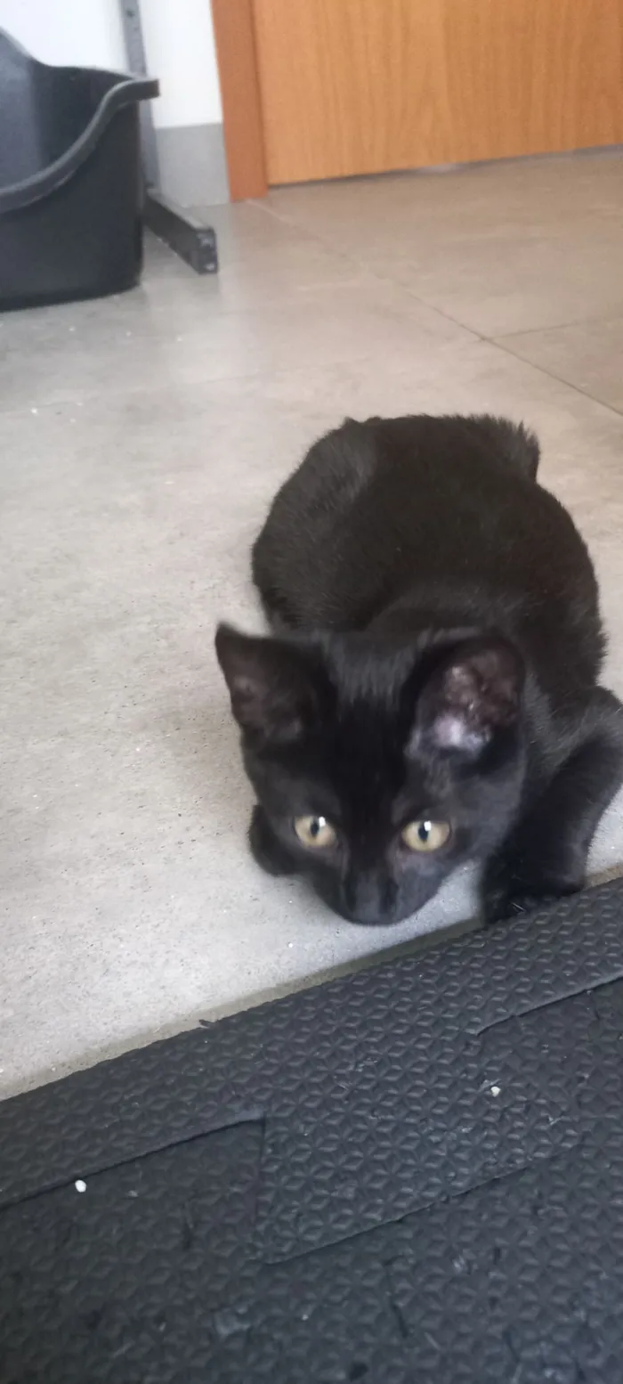 Gato raça SRD-ViraLata idade 2 a 6 meses nome Pretinha