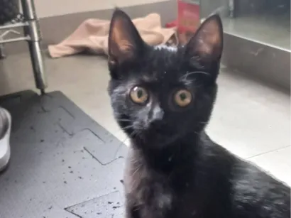 Gato raça SRD-ViraLata idade 2 a 6 meses nome Pretinha