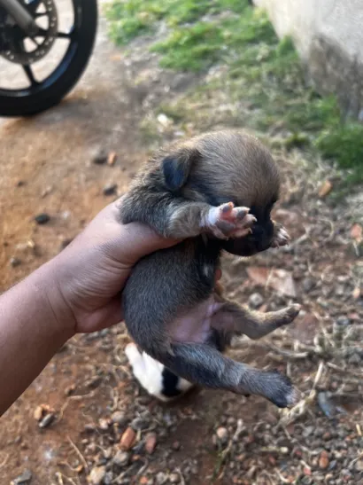 Cachorro raça Labrador idade Abaixo de 2 meses nome Lulu 