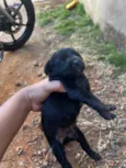 Lulu 