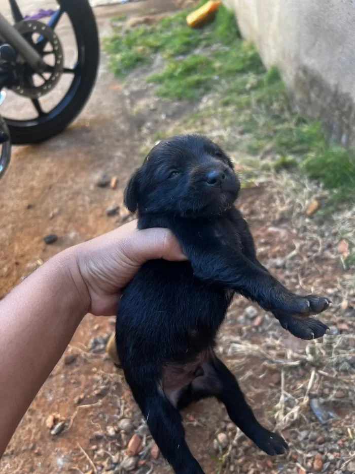 Cachorro raça Labrador idade Abaixo de 2 meses nome Lulu 