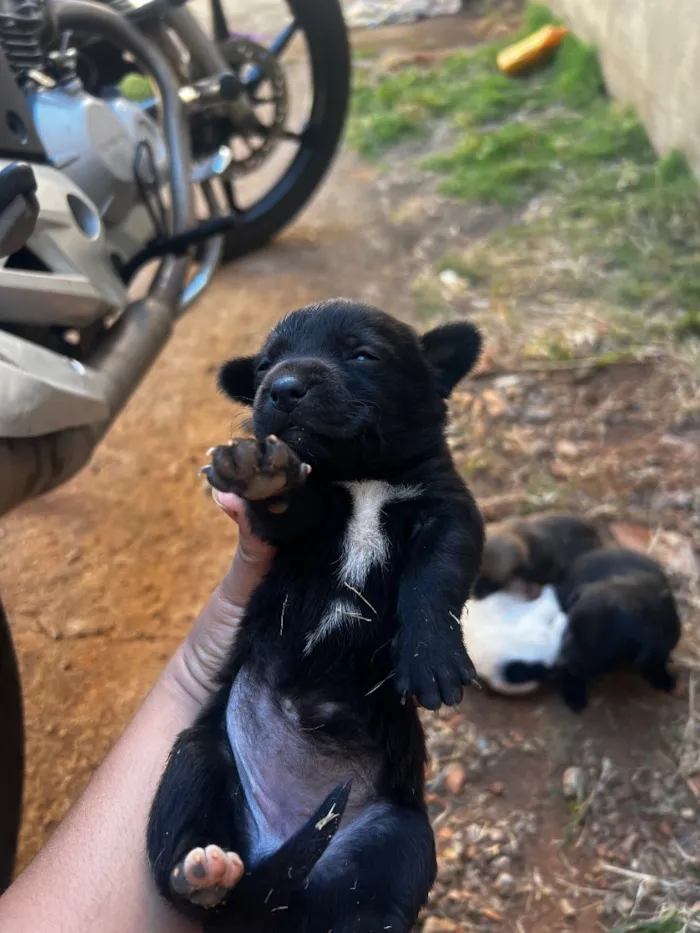 Cachorro raça Labrador idade Abaixo de 2 meses nome Lulu 