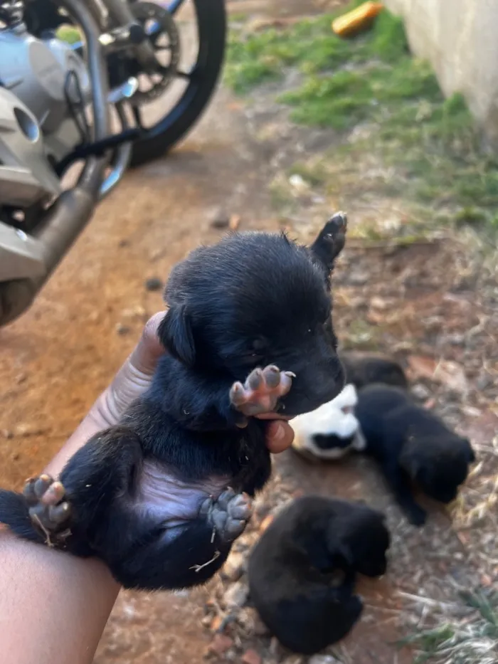 Cachorro raça Labrador idade Abaixo de 2 meses nome Lulu 