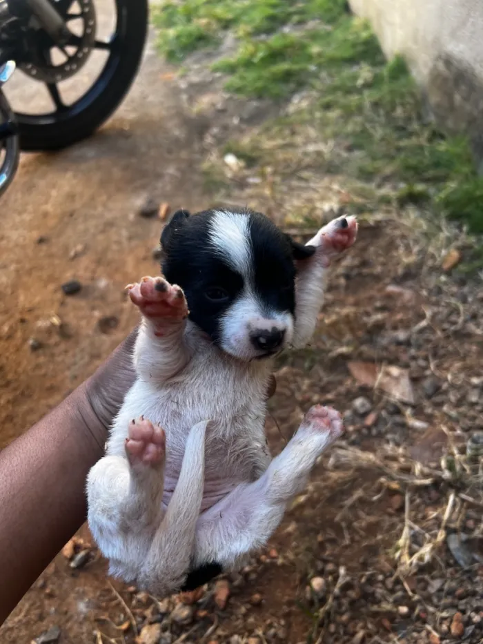 Cachorro raça Labrador idade Abaixo de 2 meses nome Lulu 