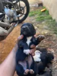 Lulu 