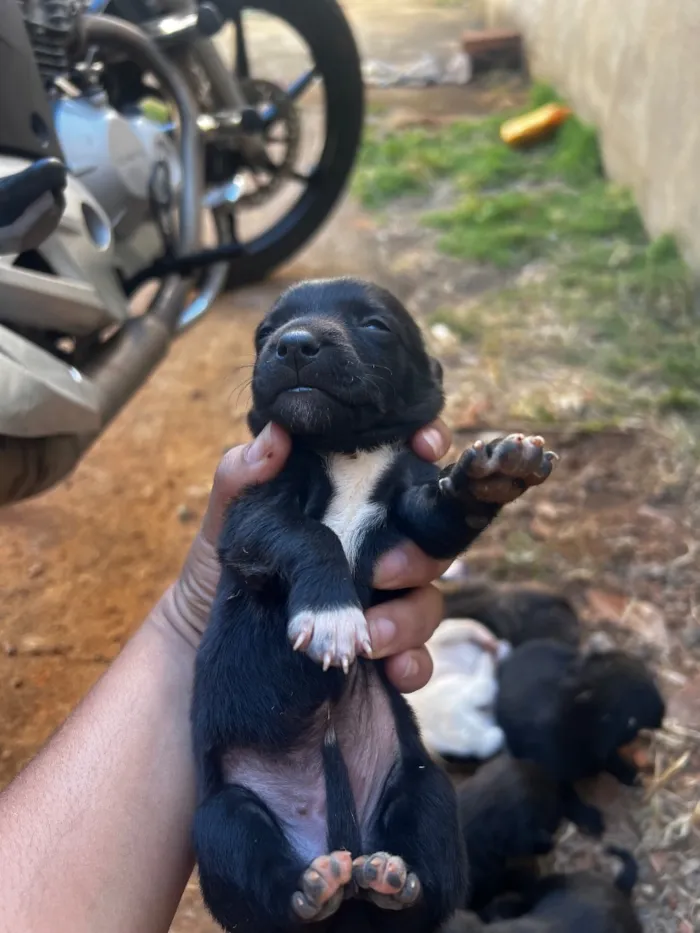 Cachorro raça Labrador idade Abaixo de 2 meses nome Lulu 