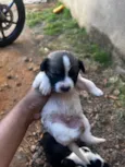 Lulu 