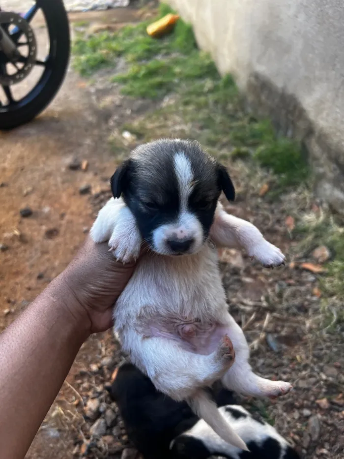 Cachorro raça Labrador idade Abaixo de 2 meses nome Lulu 