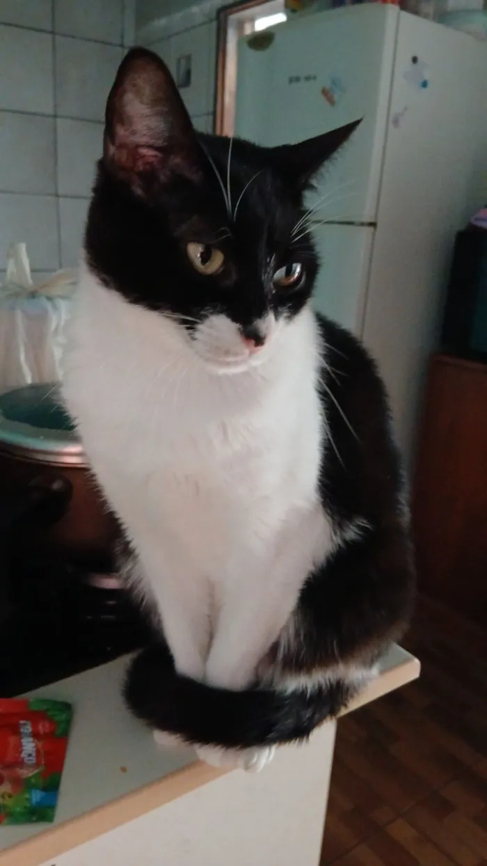 Gato raça SRD-ViraLata idade 4 anos nome negulinho