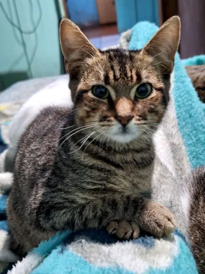 Gato raça SRD-ViraLata idade 2 a 6 meses nome Coquinho