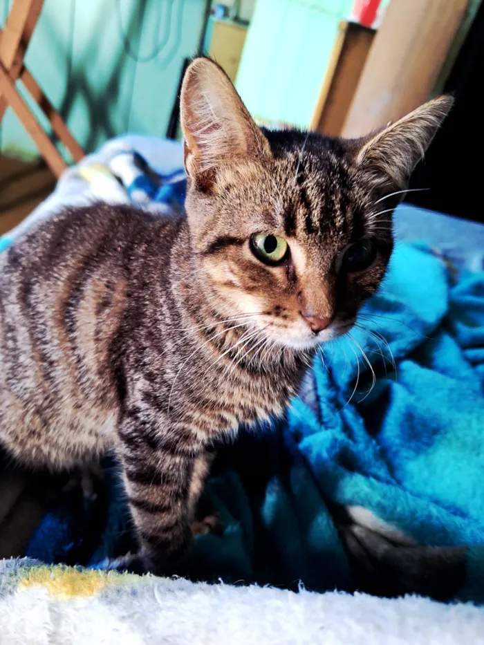 Gato raça SRD-ViraLata idade 2 a 6 meses nome Coquinho