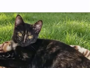 Gato raça SRD-ViraLata idade 2 a 6 meses nome lola