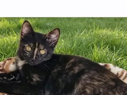 Gato raça SRD-ViraLata idade 2 a 6 meses nome lola
