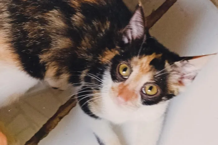 Gato raça SRD-ViraLata idade 2 a 6 meses nome Hilda Furacão