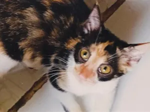 Gato raça SRD-ViraLata idade 2 a 6 meses nome Hilda Furacão