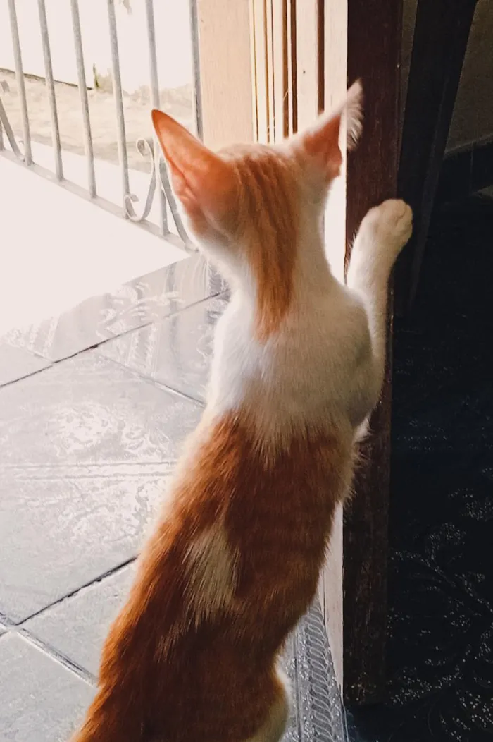 Gato raça SRD-ViraLata idade 2 a 6 meses nome Rony