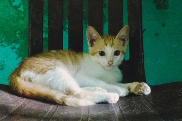 Gato raça SRD-ViraLata idade 2 a 6 meses nome Rony