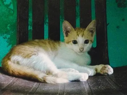 Gato raça SRD-ViraLata idade 2 a 6 meses nome Rony