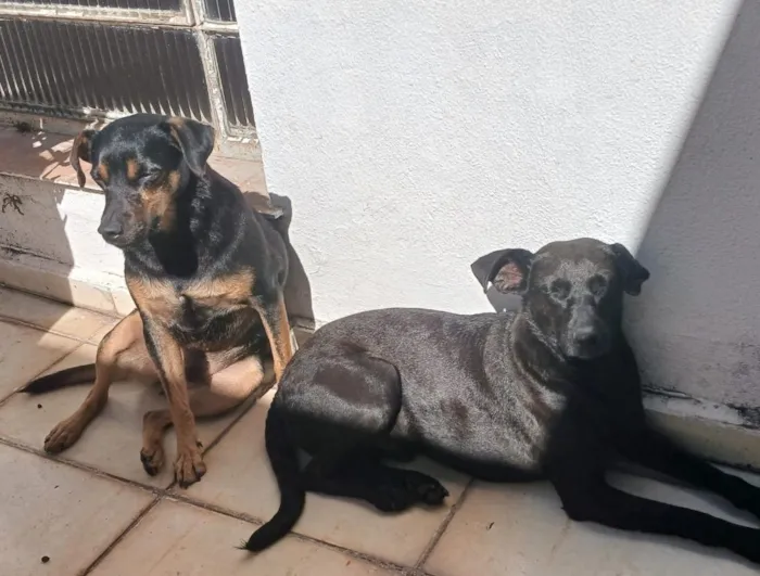 Cachorro raça SRD-ViraLata idade 3 anos nome Pretinho e Canelinha
