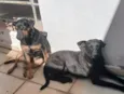 Pretinho e Canelinha