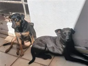 Cachorro raça SRD-ViraLata idade 3 anos nome Pretinho e Canelinha