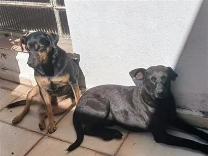 Cachorro raça SRD-ViraLata idade 3 anos nome Pretinho e Canelinha