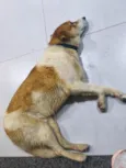 Caramelo
