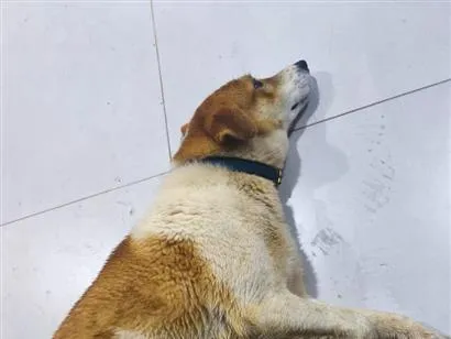 Cachorro raça SRD-ViraLata idade 2 anos nome Caramelo