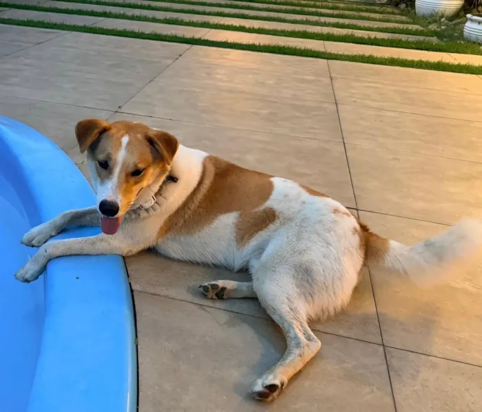 Cachorro raça SRD-ViraLata idade 2 anos nome Caramelo