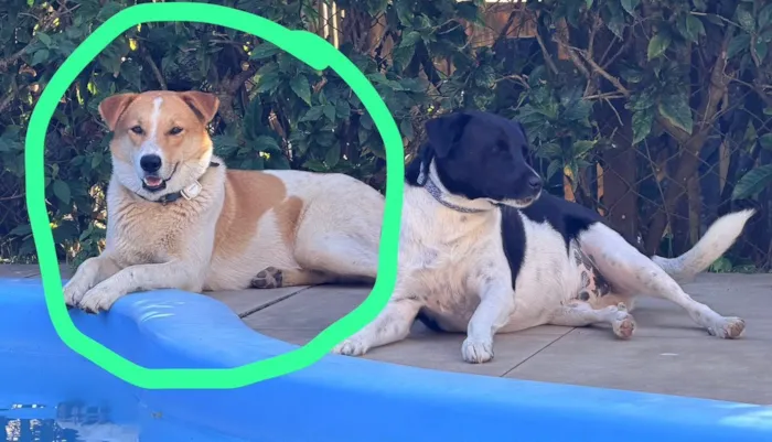 Cachorro raça SRD-ViraLata idade 2 anos nome Caramelo