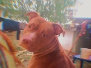 Cachorro raça Pit-Bull idade 1 ano nome Pandora 
