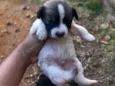 Lulu 