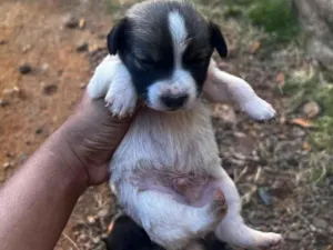 Cachorro raça Labrador idade Abaixo de 2 meses nome Lulu 