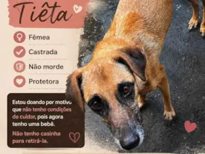 Cachorro raça SRD-ViraLata idade 4 anos nome Tiêta
