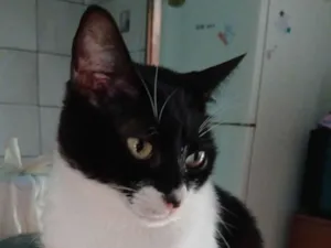 Gato raça SRD-ViraLata idade 4 anos nome negulinho