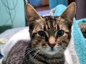 Gato raça SRD-ViraLata idade 2 a 6 meses nome Coquinho