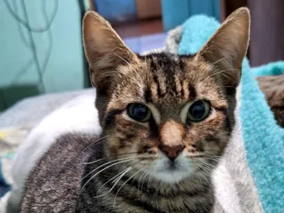 Gato raça SRD-ViraLata idade 2 a 6 meses nome Coquinho
