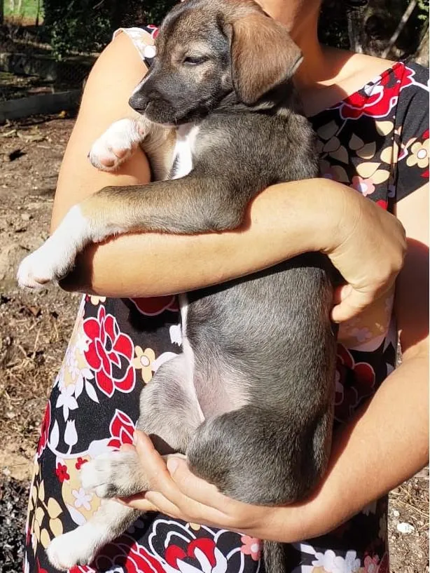 Cachorro raça SRD-ViraLata idade 2 a 6 meses nome MIMOSA